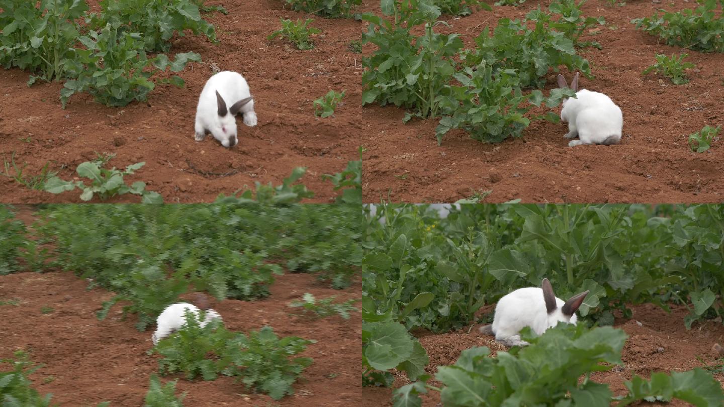 草地上的兔子19