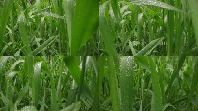 8k唯美特写微距清晨雨露露水露珠甘露