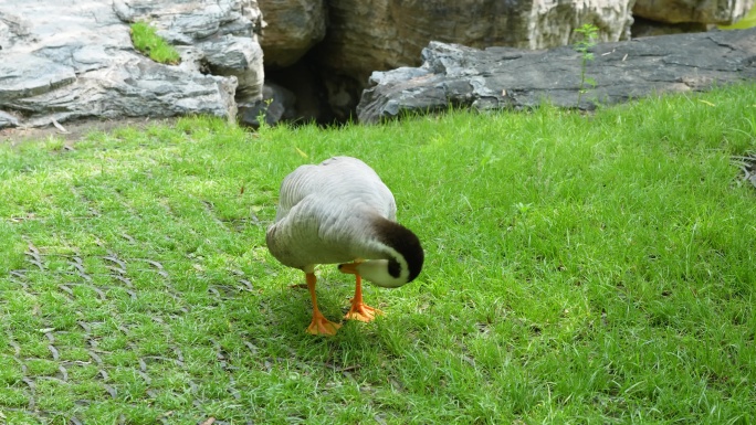 鸭子在草地上梳理羽毛散养鸭