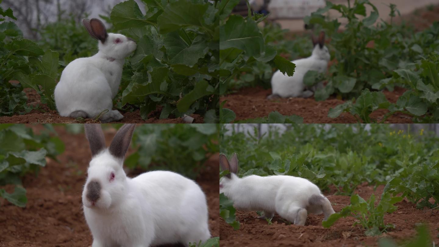 草地上的兔子24