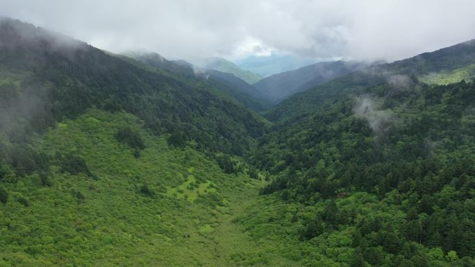 原创 湖北神农架神农顶云雾缭绕自然风光