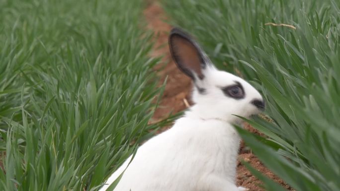 草地上的兔子12