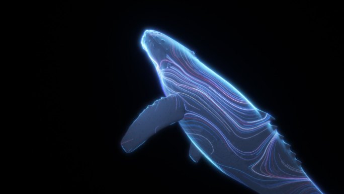 鲸鱼cam07