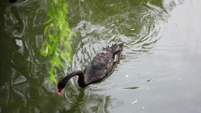 黑天鹅在水面游动旅行空镜