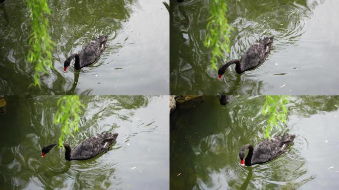 黑天鹅在水面游动旅行空镜