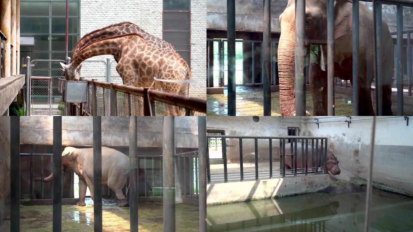 动物园长颈鹿大象河马4K素材