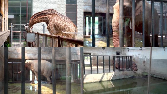 动物园长颈鹿大象河马4K素材