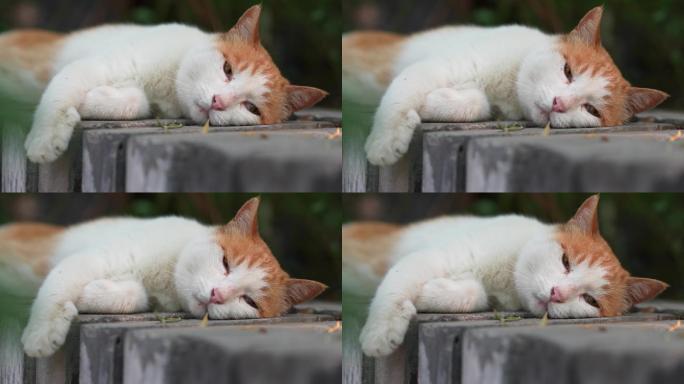 橘猫脸贴在地上睡觉