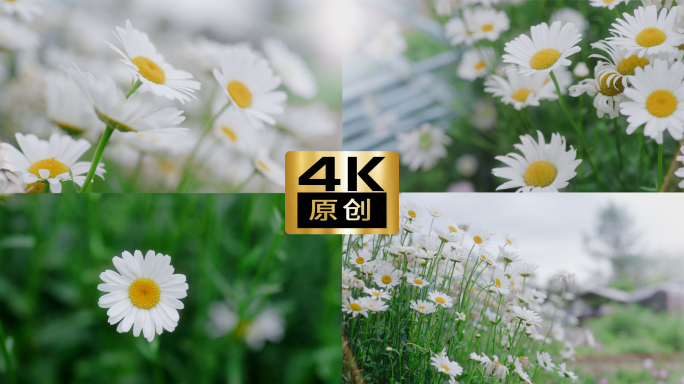 4K唯美花朵小清新鲜花阳光和雏菊