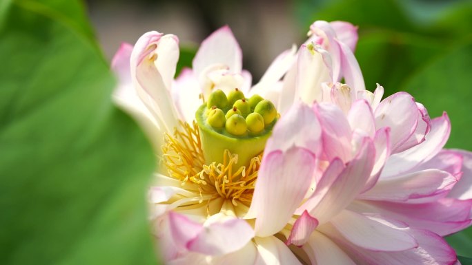 粉色莲花特写