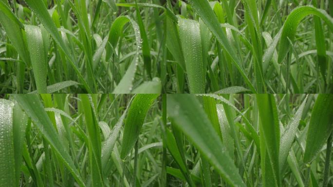 8k唯美特写微距清晨雨露露水露珠甘露