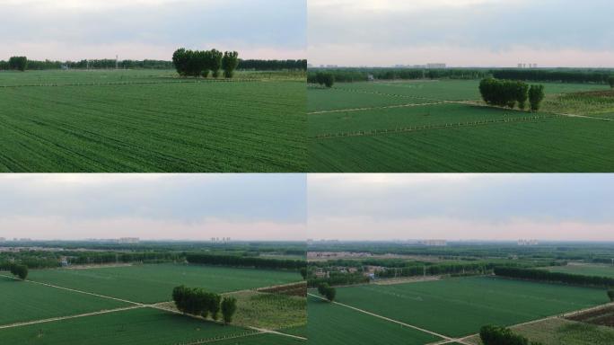 绿色麦田航拍麦子种植大片农田田野高角度上