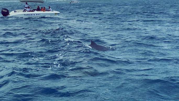 快艇出海浮潜与海豚互动