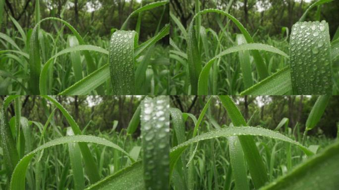 8k唯美特写微距清晨雨露露水露珠甘露