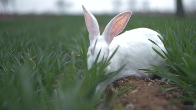 草地上的兔子13