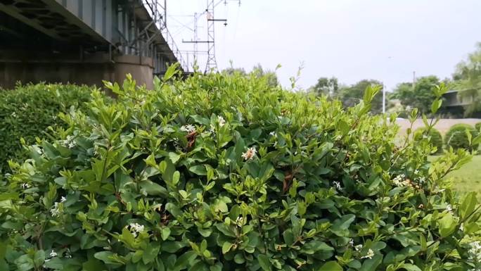 花团里蜜蜂采蜜