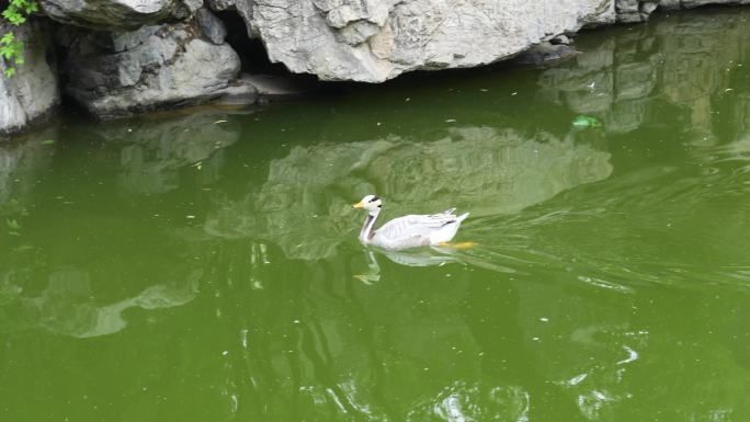 鸭子斑头雁在水面游过