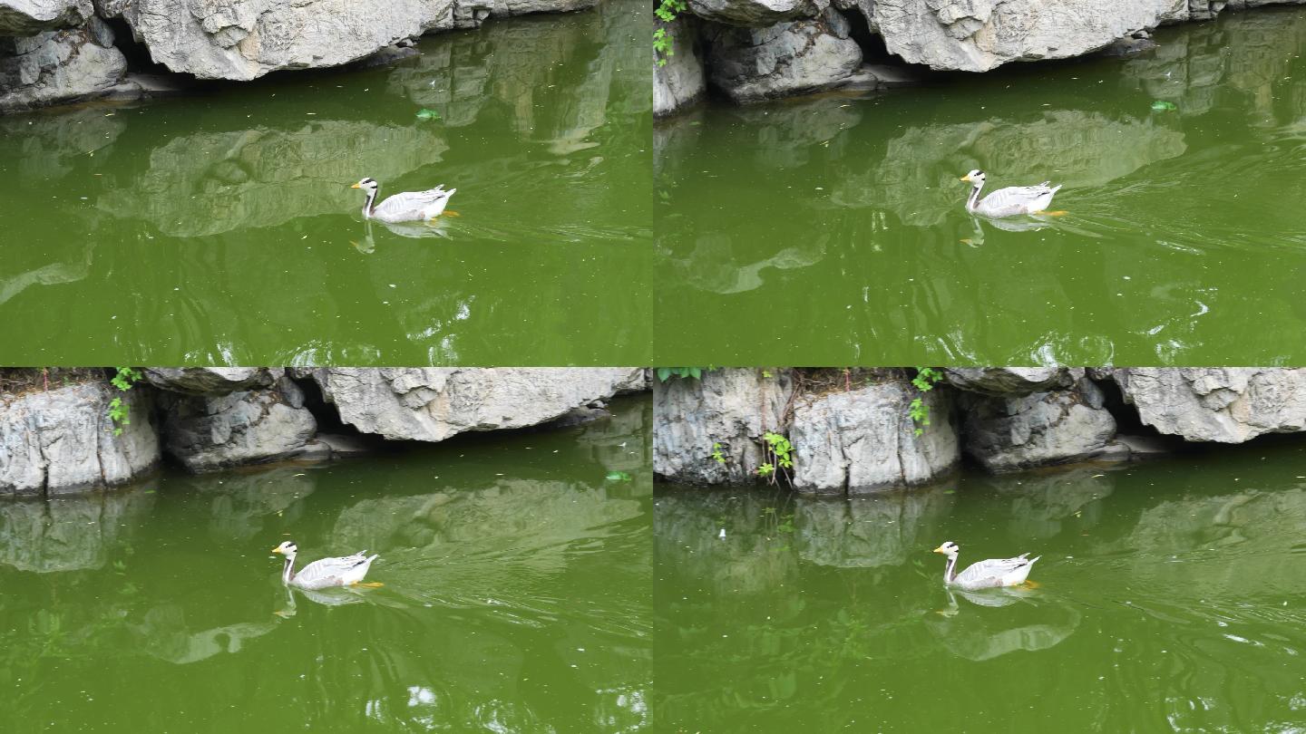 鸭子斑头雁在水面游过