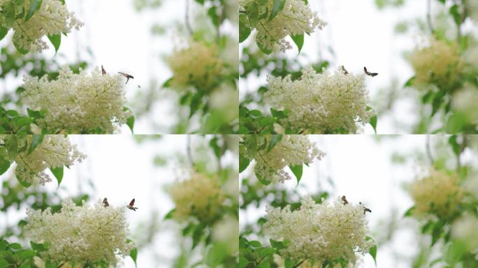 蜂鸟鹰蛾蝴蝶在梨花上采蜜休息