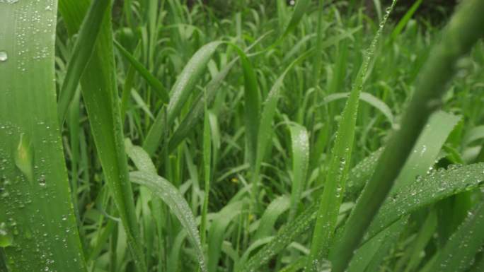 8k唯美特写微距清晨雨露露水露珠甘露