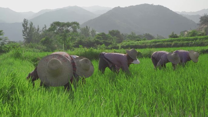 人工除草 生态水稻种植