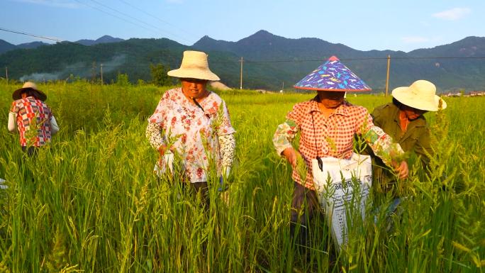 人工除草 手工割稗子 生态水稻种植