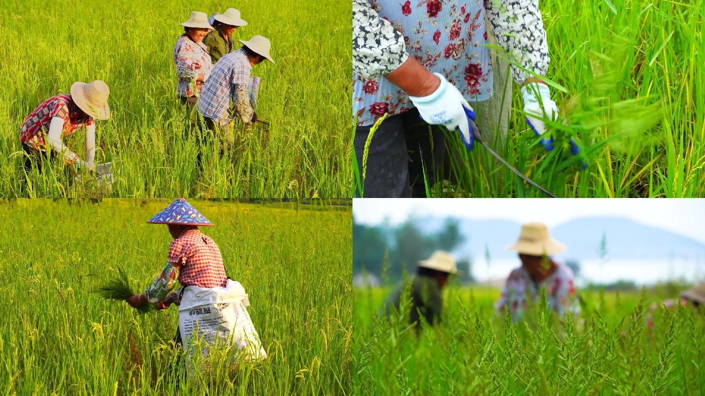 人工除草 手工割稗子 生态水稻种植