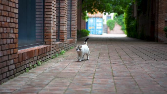 猫走在红砖街道上回头张望