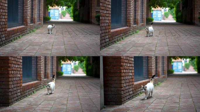 猫走在红砖街道上回头张望
