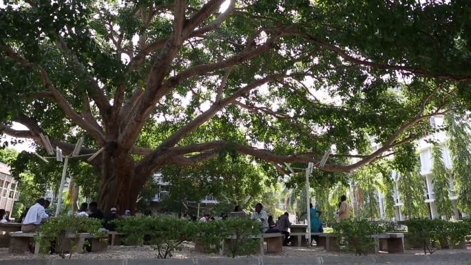 非洲坦桑尼亚达雷斯萨拉姆大学空镜大榕树1