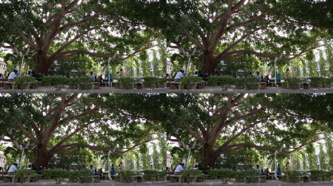 非洲坦桑尼亚达雷斯萨拉姆大学空镜大榕树1