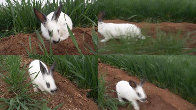 草地上的兔子11