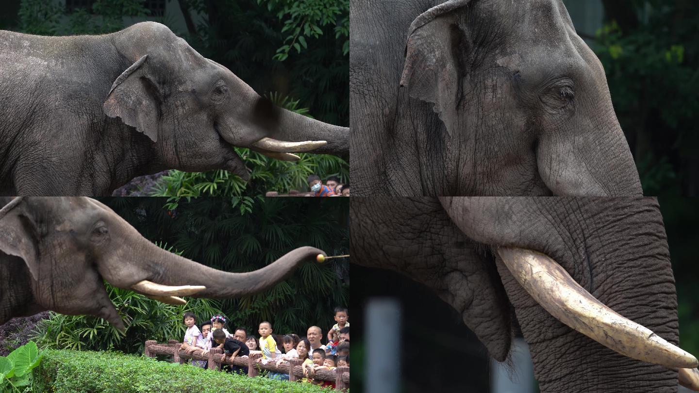 动物园游客喂食大象