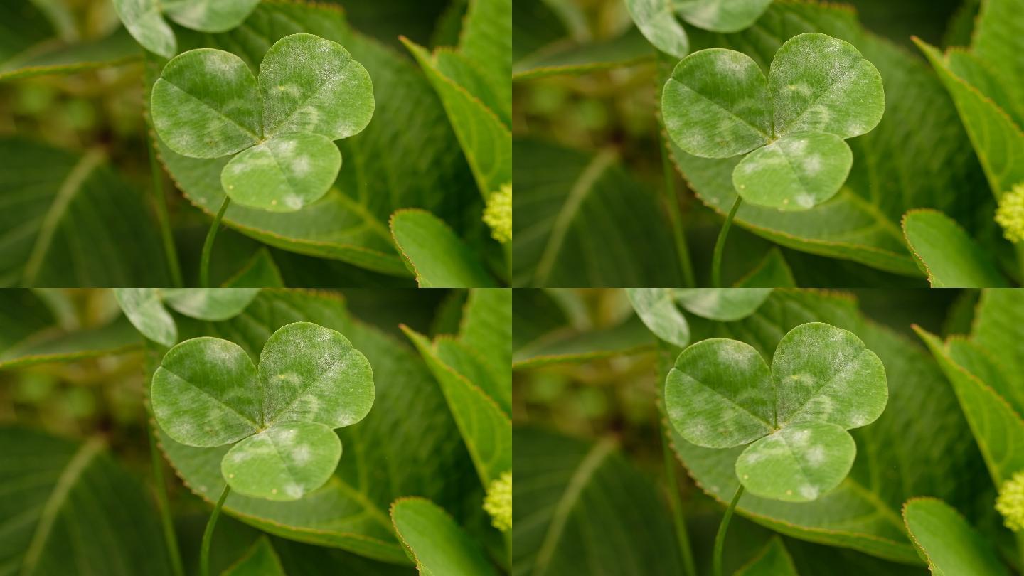 拍摄于四川成都龙泉驿区花田湿地的白车轴草