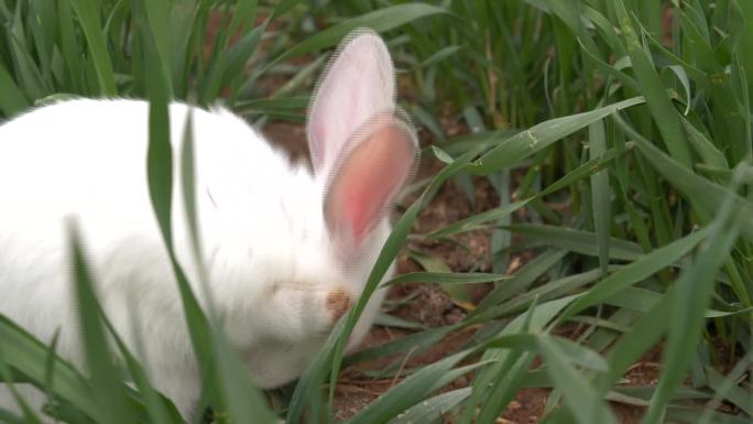 草地上的兔子05