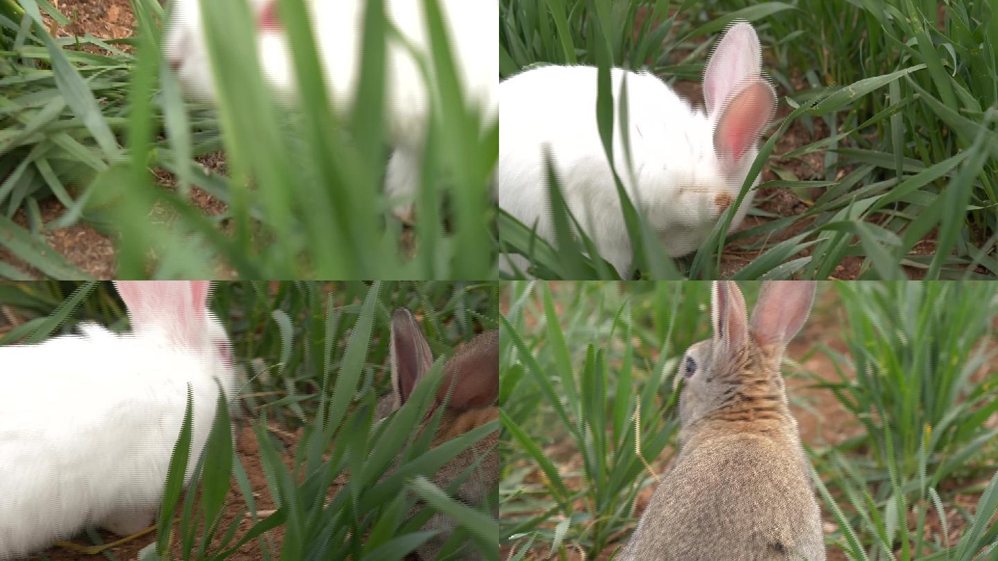 草地上的兔子05