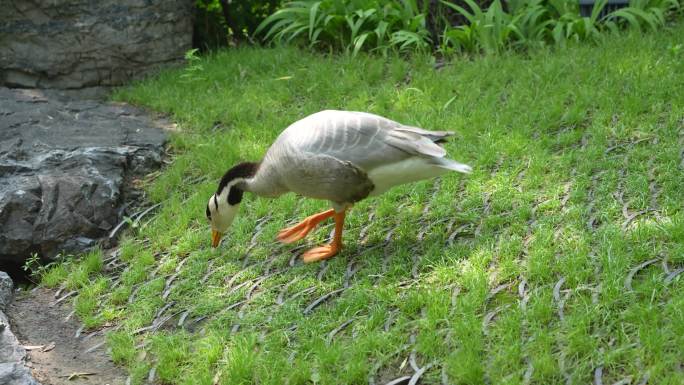 鸭子在草地上吃草觅食散养鸭