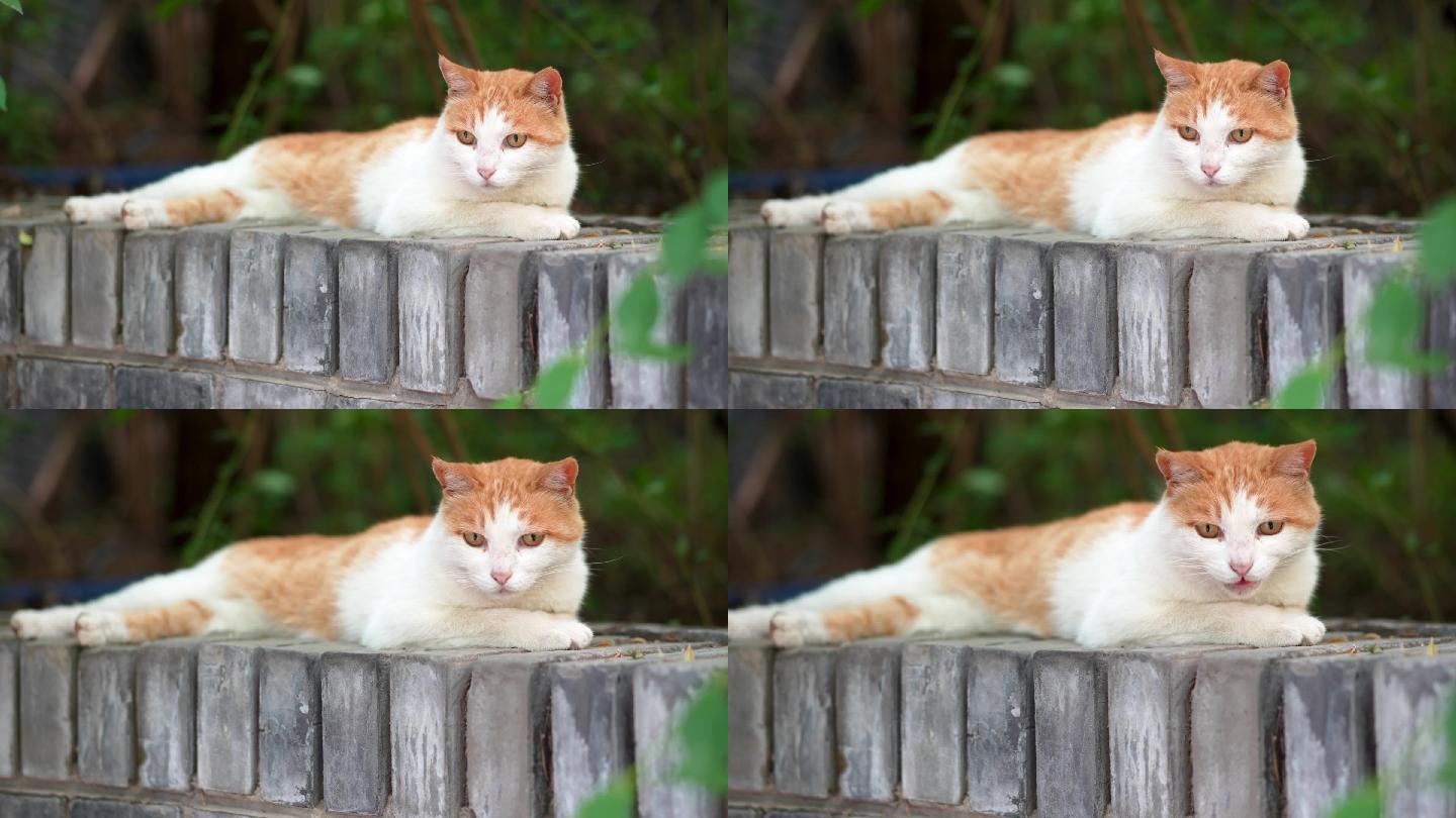 夏日橘猫躺在窗台上休息