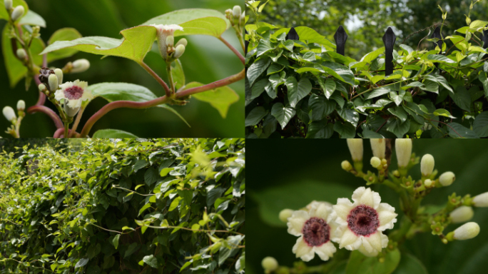 鸡矢藤 藤蔓植物 中药材 中草药