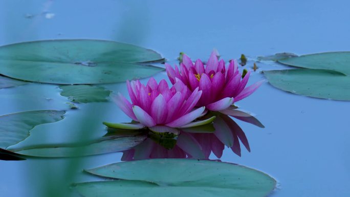 荷叶荷花莲花花中君子C