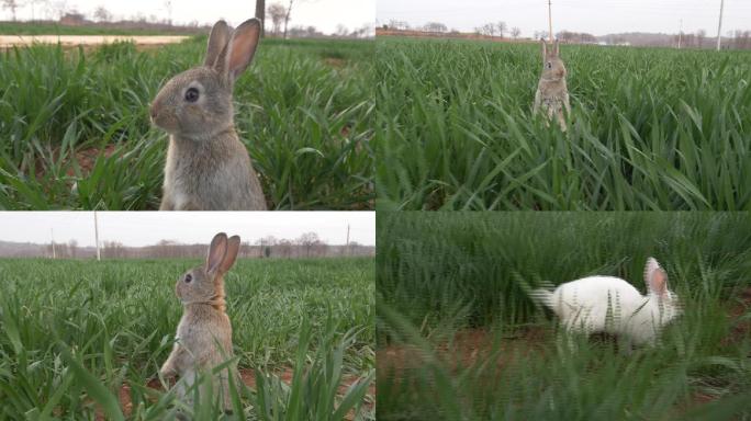 草地上的兔子09