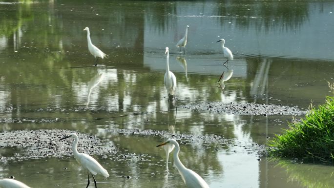 白鹭 水鸟 生态环境