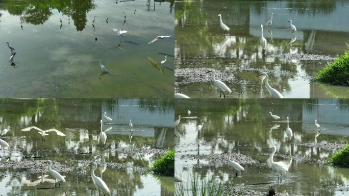 白鹭 水鸟 生态环境