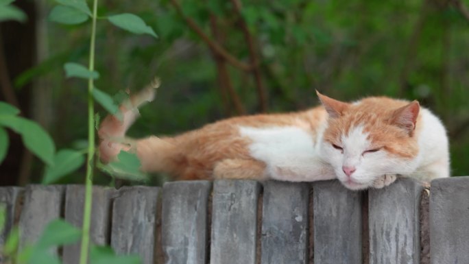 猫躺在石砖上闭眼睡觉