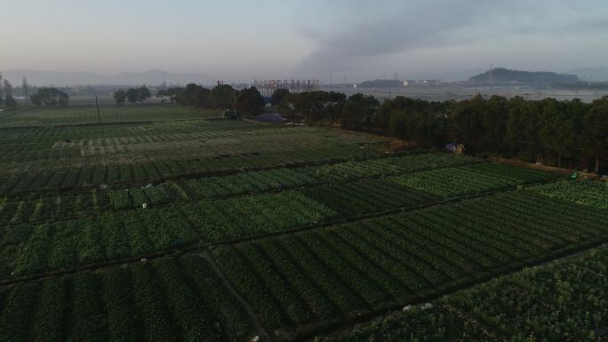 清晨薄雾田野里的大片蔬菜田4K50帧航拍