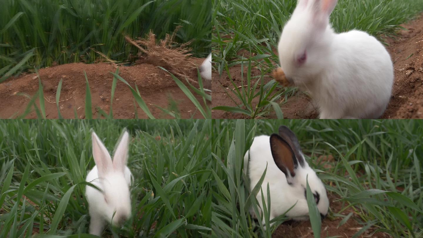 草地上的兔子10