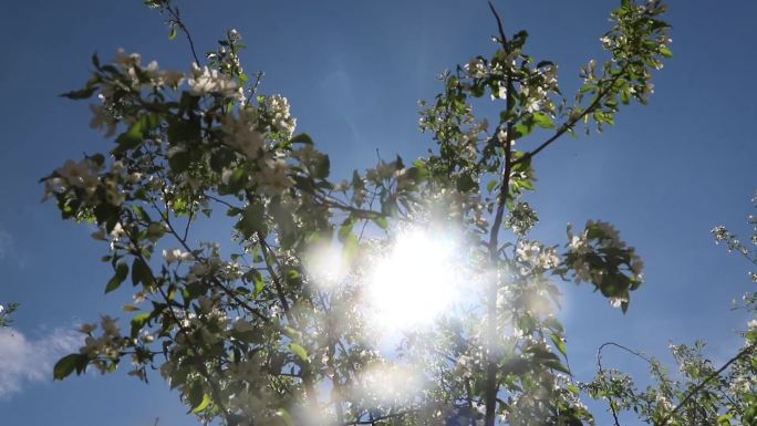 阳光下的花树