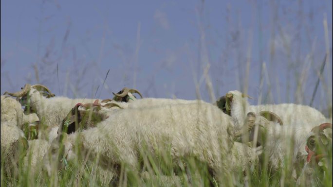 4K 草原上吃草的羊群