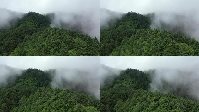 原创 湖北神农架神农顶云雾缭绕自然风光