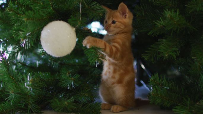 姜猫在家里站着玩着圣诞树上的小装饰品